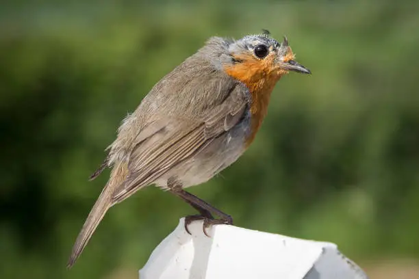Bald-headed moulting robin sitting on a white fence post