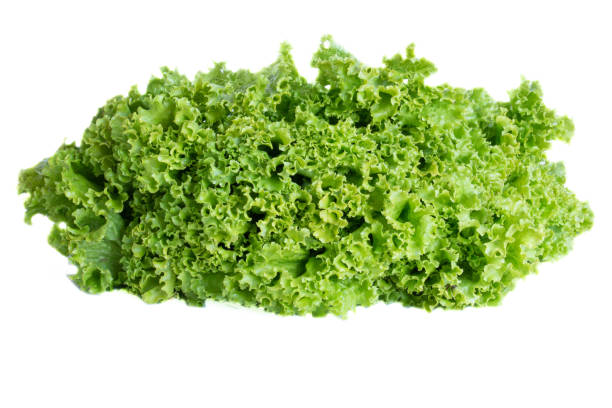 istock Fresh green Lettuce leaves, Salad leaf isolated on white background. Copy space. 1262399556