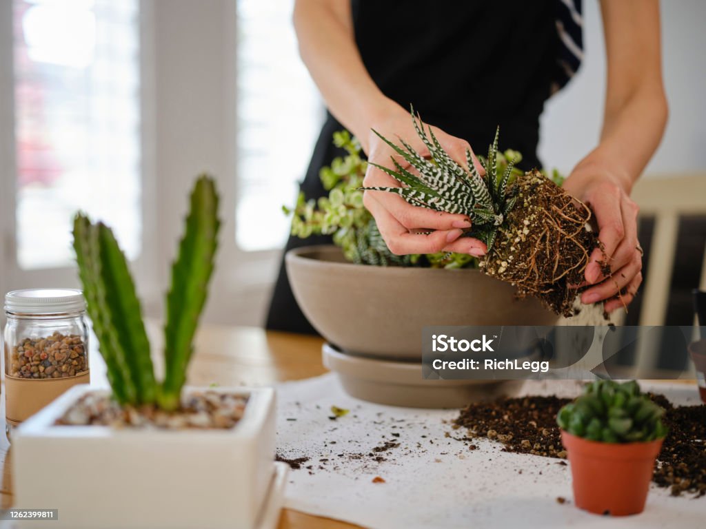 Woman Planting an Indoor Succulent Garden A young Japanese woman planting a succulent garden inside a home. Potting Stock Photo