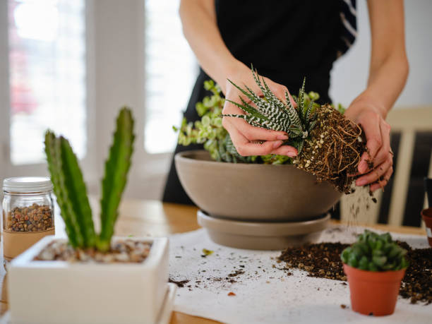 Woman Planting an Indoor Succulent Garden A young Japanese woman planting a succulent garden inside a home. potting stock pictures, royalty-free photos & images