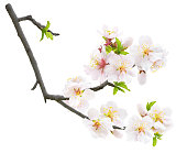 Isolated branch of almond tree with blossoms