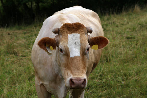 istock Herd of cows in the pasture in summer 1262401711