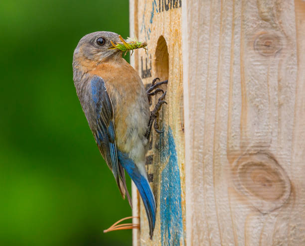 This closeup lets you see exactly what is being fed the baby bluebirds.