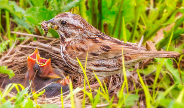 Sparrow Feeding the Young A Song Sparrow on the prairie, on the ground, feeds the little babies. song sparrow stock pictures, royalty-free photos & images