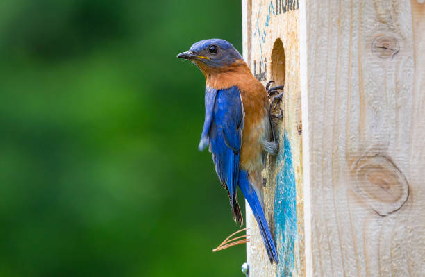 Bluebird on nesting box Nice close up of this male bluebird. bluebird bird stock pictures, royalty-free photos & images