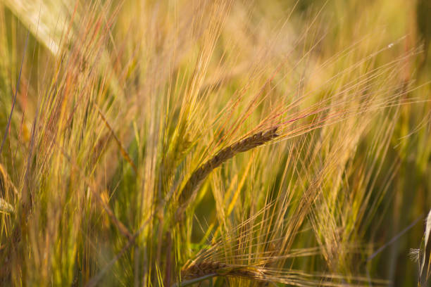 istock Barley field crops close up 1262406348