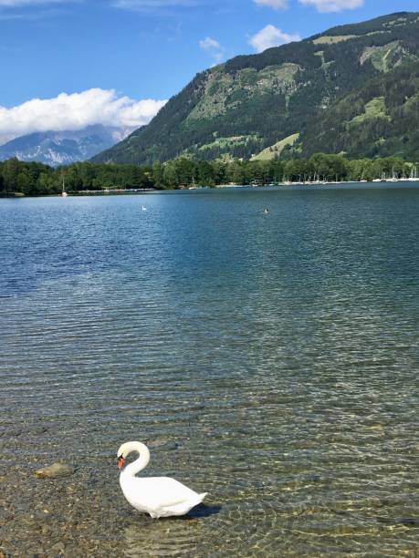 istock Lake Zell in the summer, Austria 1262406959