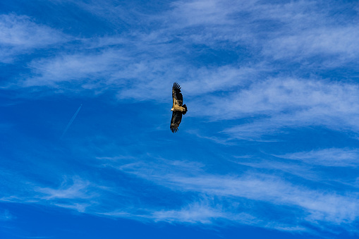 eagle early in the morning in the verdon gorge, france