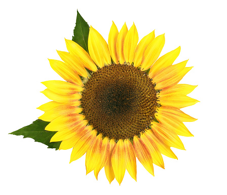 large yellow sunflower with green leaves on a white background