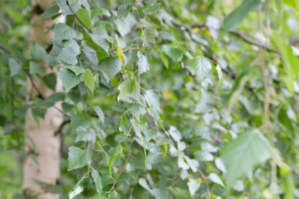 istock Birch tree green leaves in summer with trunk and branches background 1262410772