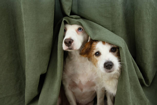 dos perros cachorros asustados o asustados envueltos con una cortina. - ansiedad fotos fotografías e imágenes de stock