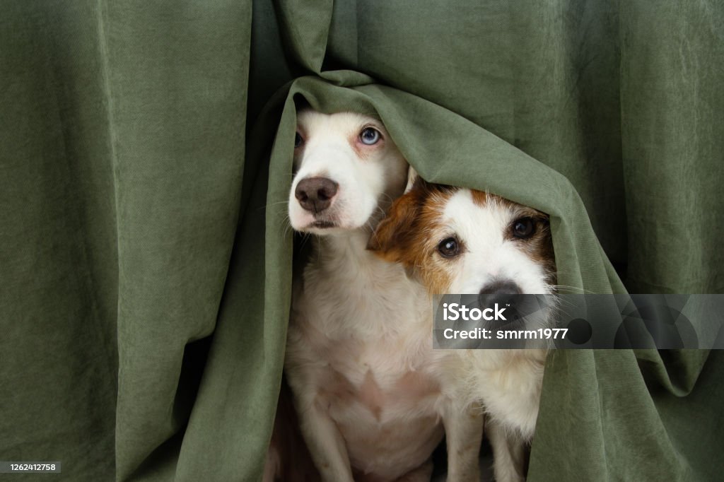 two scared or afraid puppy dogs wrapped with a curtain. Dog Stock Photo