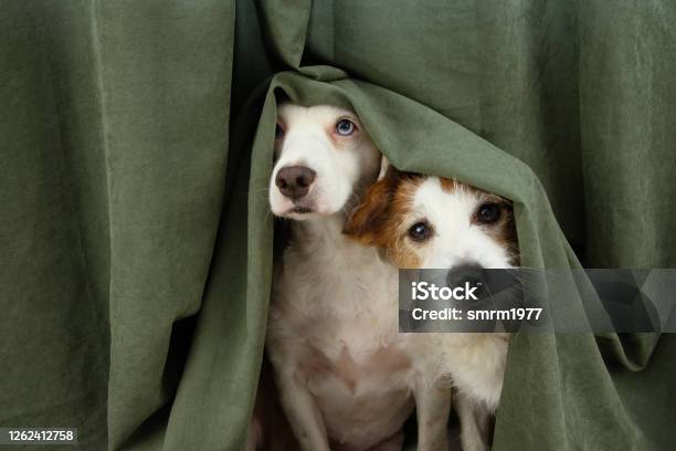 Two Scared Or Afraid Puppy Dogs Wrapped With A Curtain Stock Photo - Download Image Now
