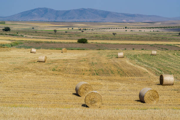 Rolls of hay in a field stock photo