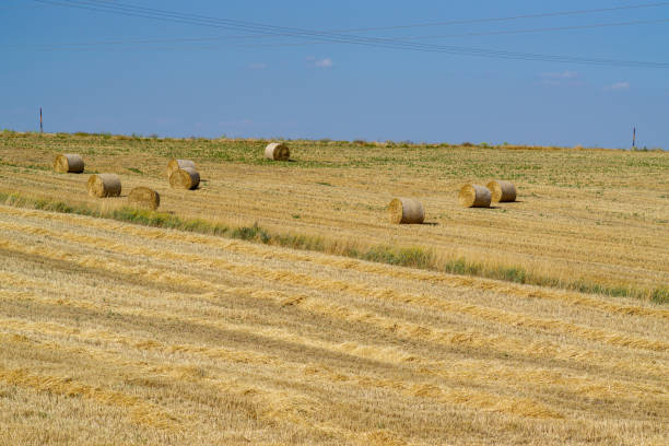 Rolls of hay in a field stock photo