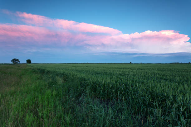 manitoba prairie clouds - manitoba prairie landscape canada - fotografias e filmes do acervo