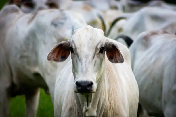 Photo of Cattle in pasture