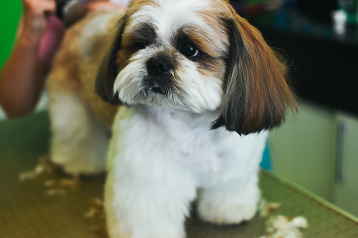 Portrait of miniature schnauzer puppy sitting isolated on white background