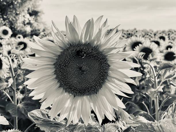 istock Sunflower in black and white 1262418794