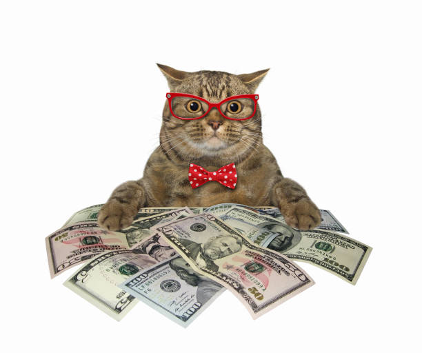 고양이 근처 큰 더미 의 달러 3 - money cat 뉴스 사진 이미지