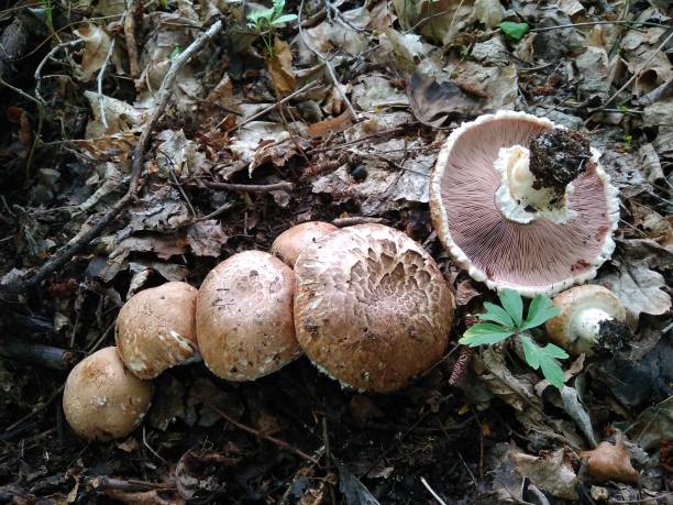 아가리쿠스 실바티쿠스 - 숲주름버섯 뉴스 사진 이미지