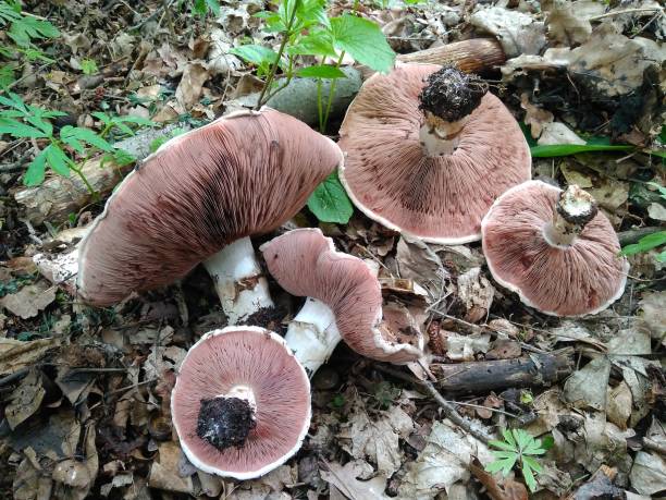 아가리쿠스 실바티쿠스 버섯 - 숲주름버섯 뉴스 사진 이미지