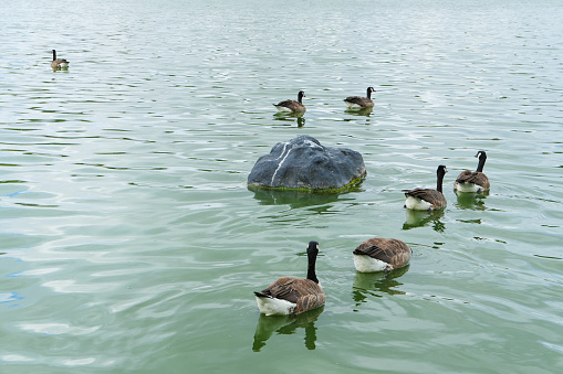 Black-headed geese, Branta canadensis, swimming near an artificial rock for the preservation of aquatic fauna.
