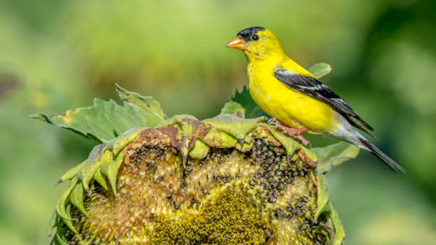 istock Goldfinch Bird on sunflowers 1262420019