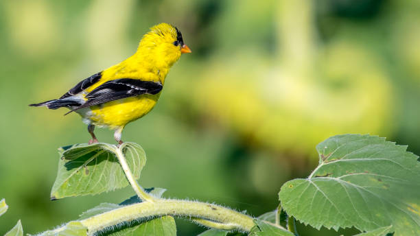 istock Goldfinch Bird on sunflowers 1262420068