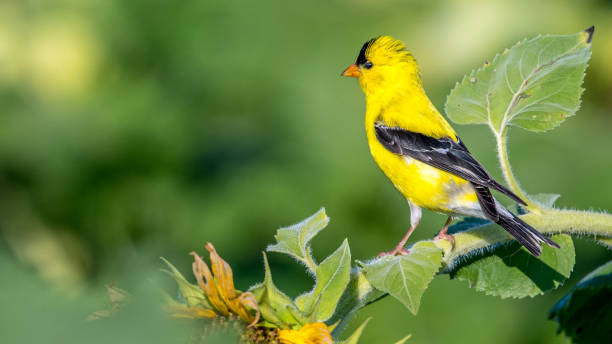 istock Goldfinch Bird on sunflowers 1262420070