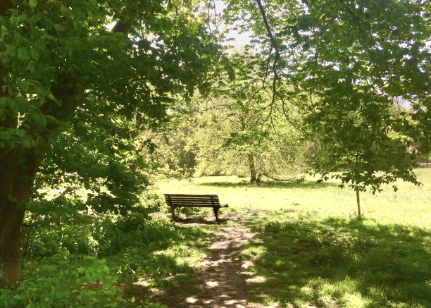 istock Wooden bench in green park 1262420164