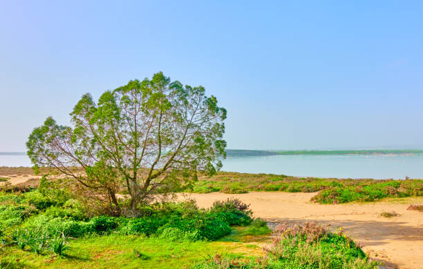 istock Salt Lake in Larnaca 1262420307
