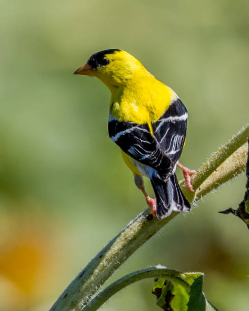 istock Goldfinch Bird on sunflowers 1262420357