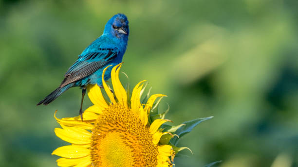 istock Indigo Bunting Bird on sunflowers 1262420415