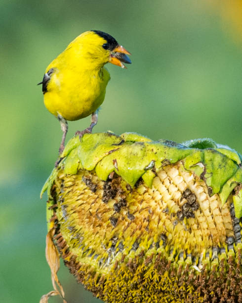 istock Goldfinch Bird on sunflowers 1262420936