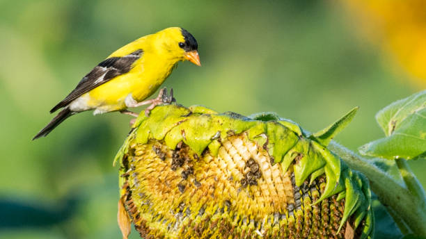 istock Goldfinch Bird on sunflowers 1262420937
