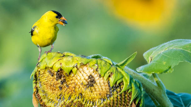 istock Goldfinch Bird on sunflowers 1262420942