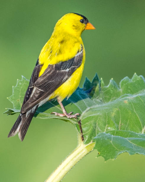 istock Goldfinch Bird on sunflowers 1262420981