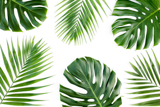 istock Background, pattern with exotic tropical palm leaves monstera on white background. Flat lay, top view 1262422029