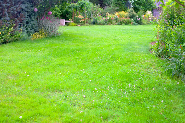 istock Beautiful, green backyard lawn background. 1262422037