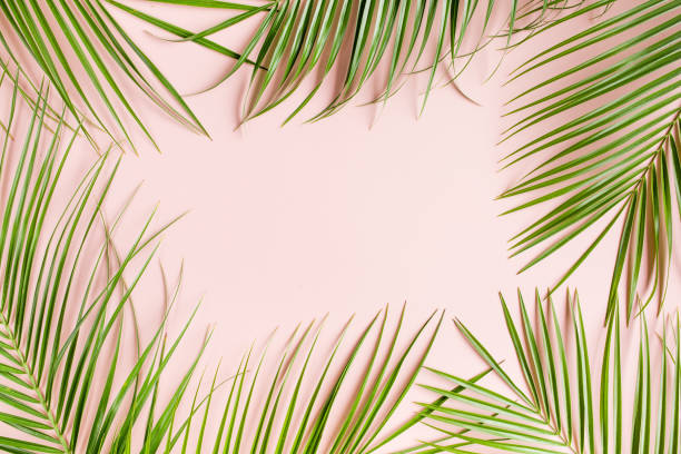 istock Tropical palm leaves on pink background. Flat lay, top view minimal concept 1262423234