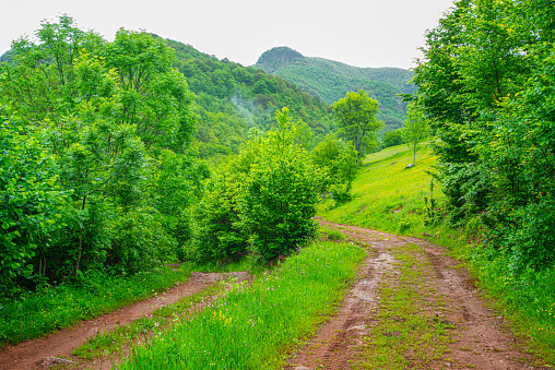 Forest park in early autumn. Forest road on a meadow among green trees under a blue sky. Novosibirsk, Siberia, Russia, 2022