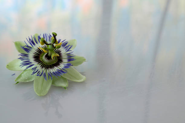 passion flower and hat in nature in summer