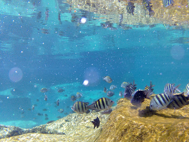 istock The Caribbean Fishes 1262424122