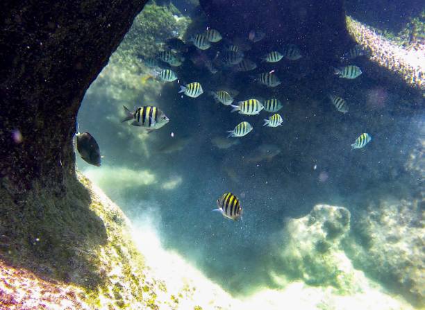 istock The Caribbean Fishes 1262424643