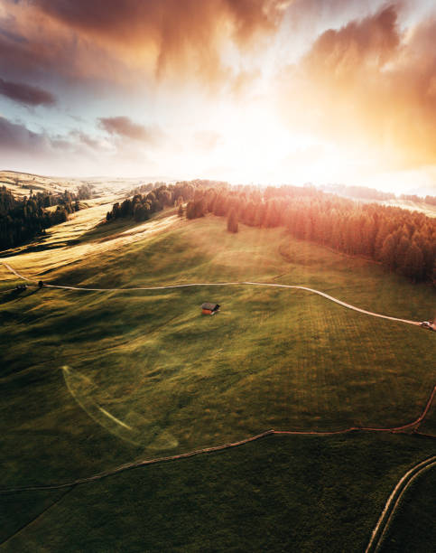 istock trees in alpe di Siusi 1262424705