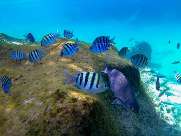 istock The Caribbean Fishes 1262424711