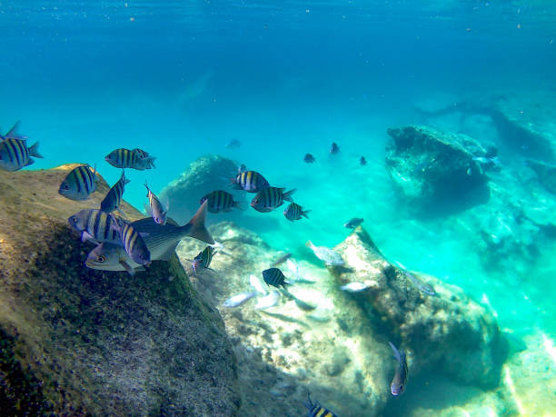 istock The Caribbean Fishes 1262424725