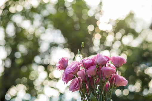 Low angle view of a bouquet of pink flowers placed in an outdoor area with high trees and plants.