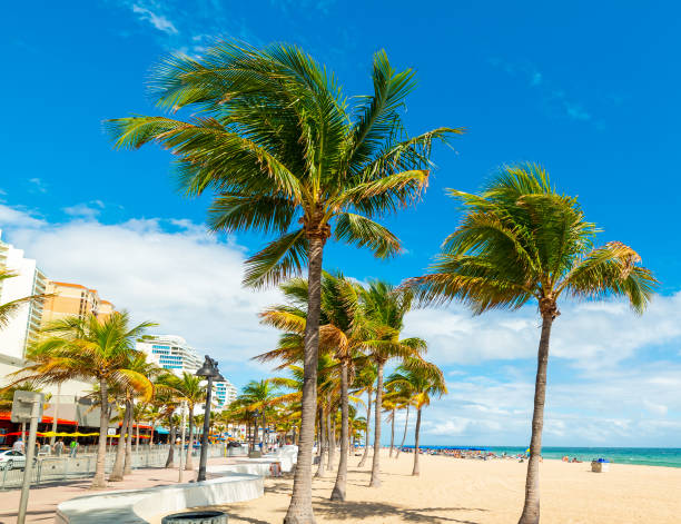 istock Coconut palm trees and white sand in Fort Lauderdale 1262425113